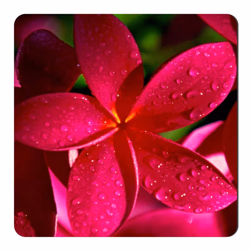 مگنت طرح گل و شبنم کد NIM906