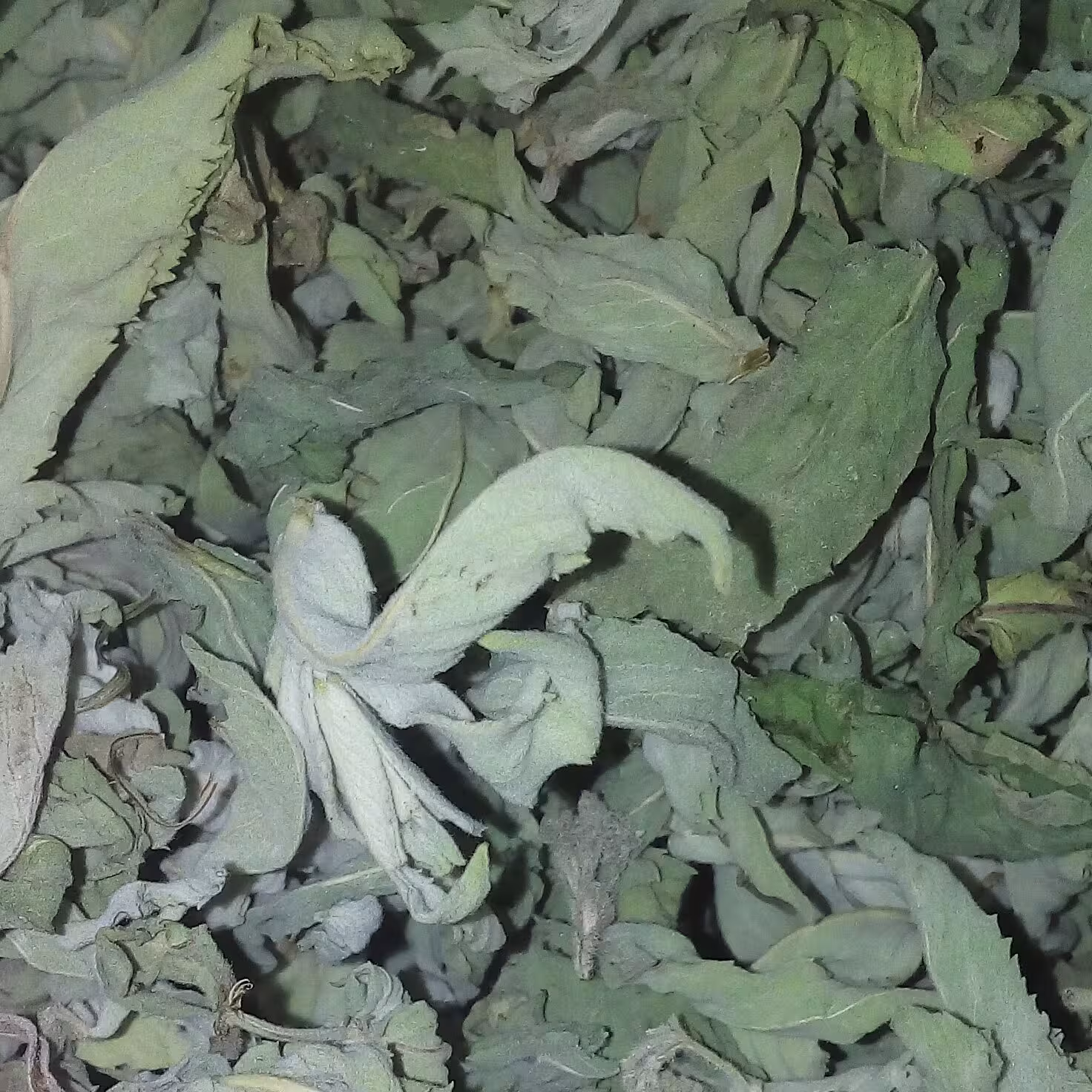 پونه کوهی (بسته 50 گرم)