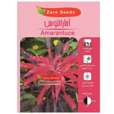 بذر گل آمارانتوس