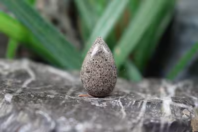 فسیل استخوان دایناسور