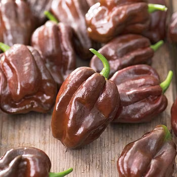 بذر فلفل هابانرو چاکلت | HABANERO Chocolate