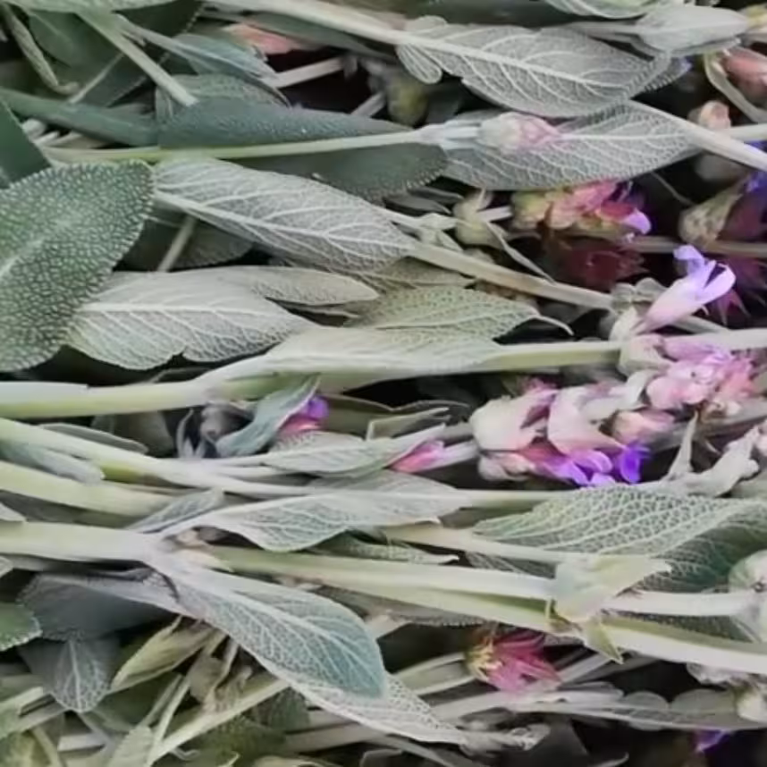 مریم گلی دسته دخترپیچ