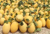 بذر خربزه ایوانکی ایرانی