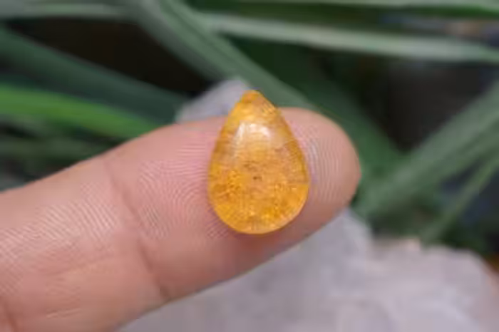 کهربا حشره دار