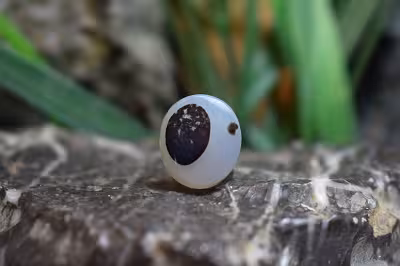 عقیق شجر برزیل