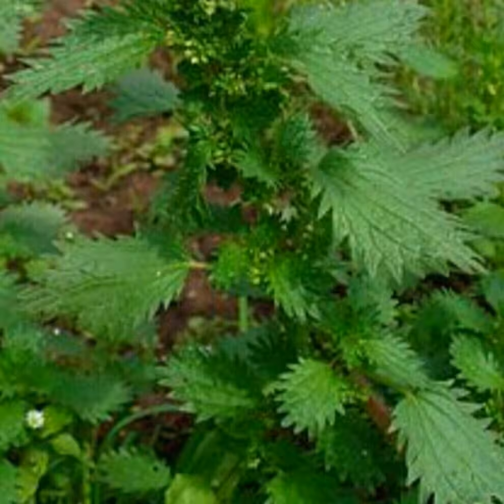 گزنه خشک شمال در وزن 100 گرم