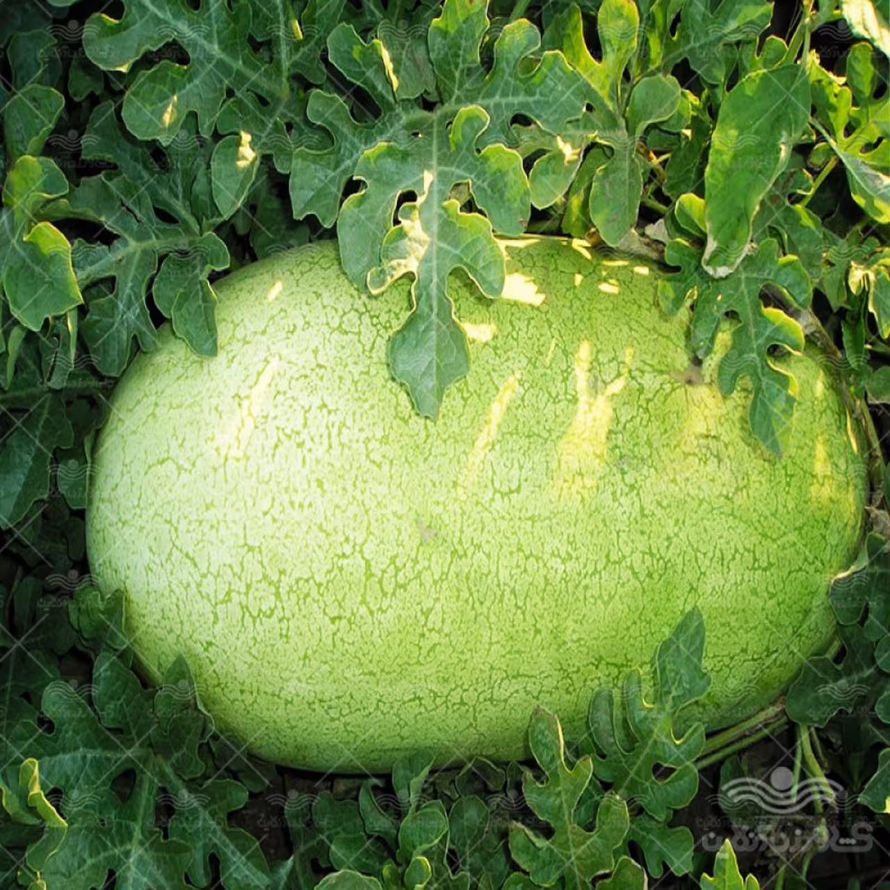 بذر هندوانه سفید بزرگ چارلستون