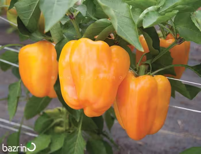 بذر فلفل دلمه ای نارنجی F1