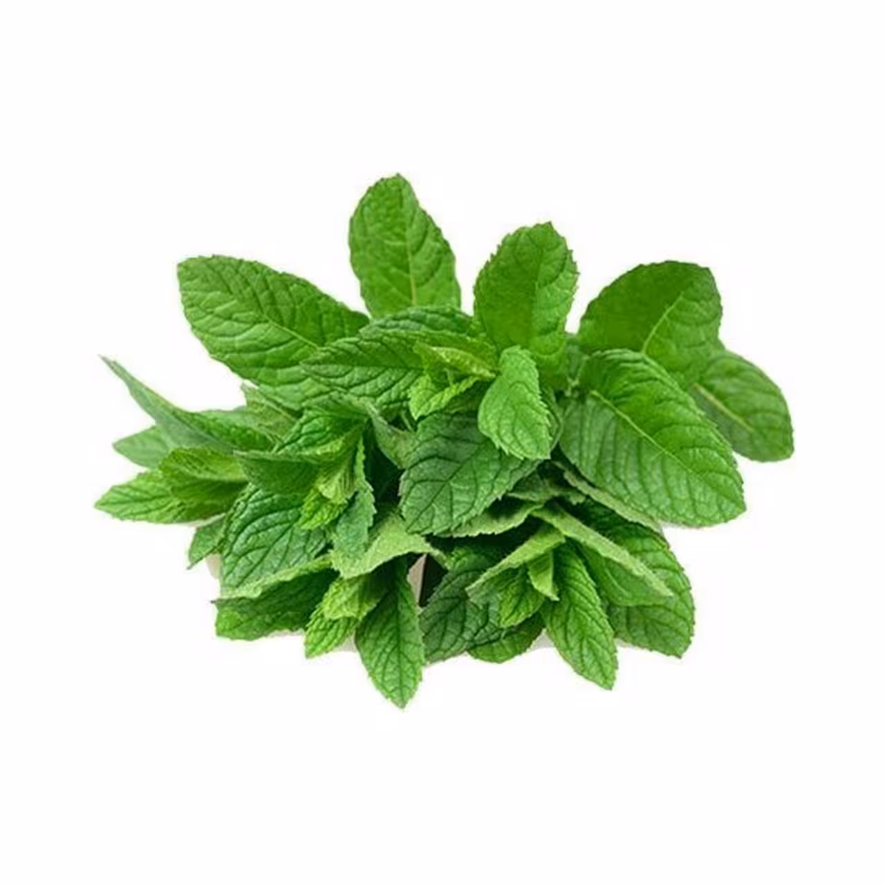 سبزی نعنا تازه دسته ای - درجه یک