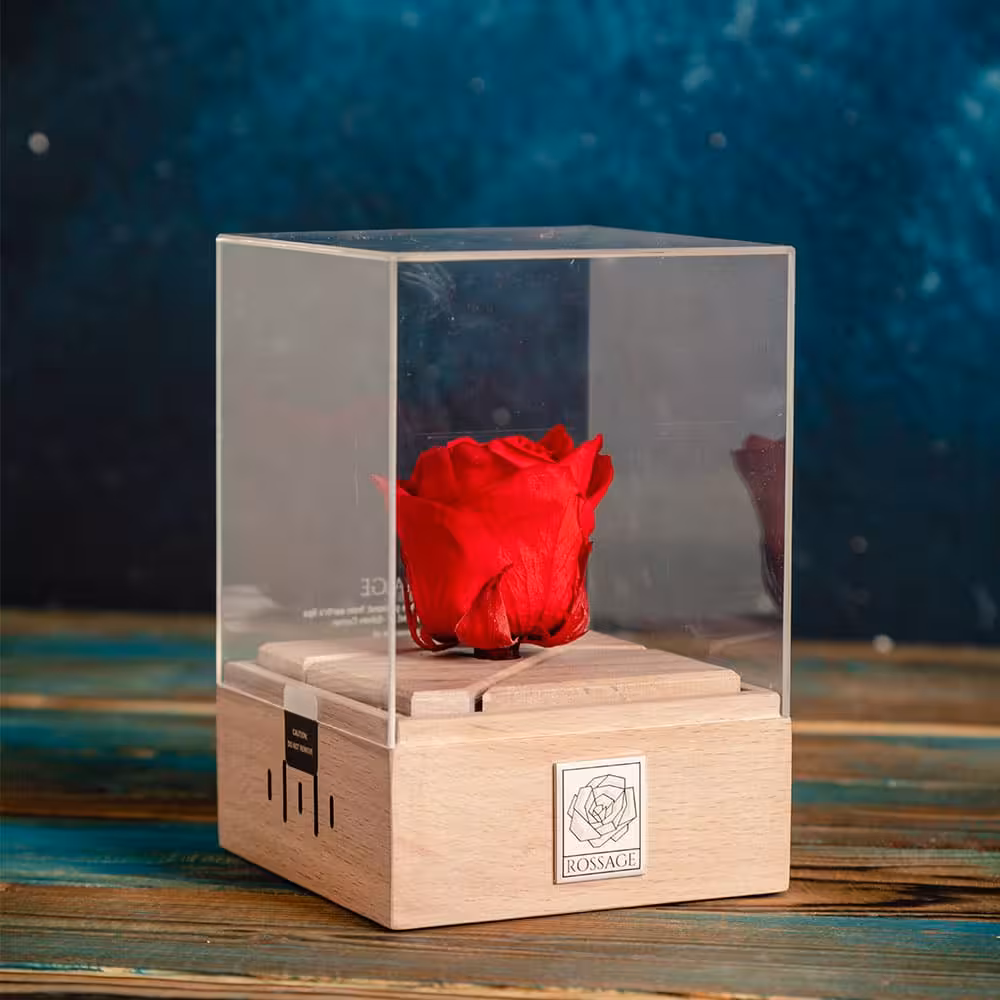 رز جاودان موزیکال کوکی rossage موزیک جان مریم