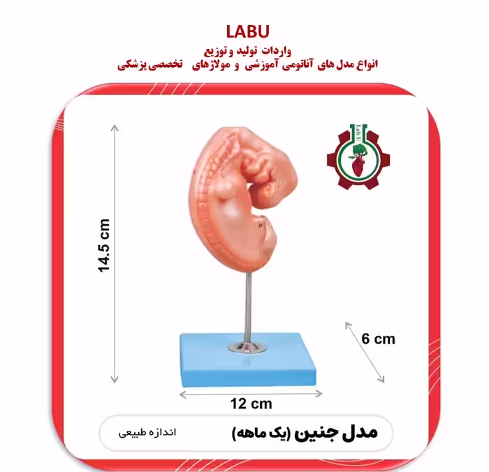 مدل جنین یک ماهه