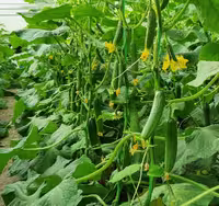 بذر خیار گلخانه ای هیبرید رسپینا F1 شرکت دارا