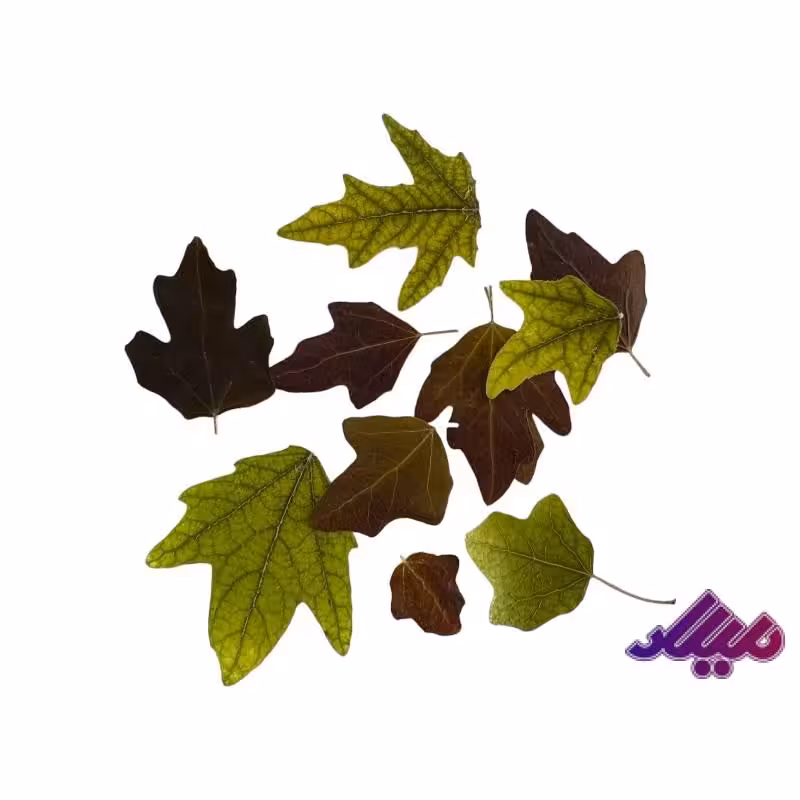 گل خشک برگ پاییزی 10 عددی