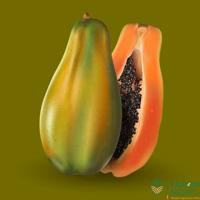 بذر پاپایا گلد استار بسته 5 عددی