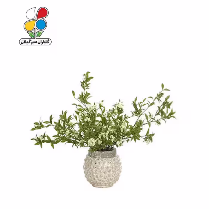 بذر گل عروس بسته بندی کوچک