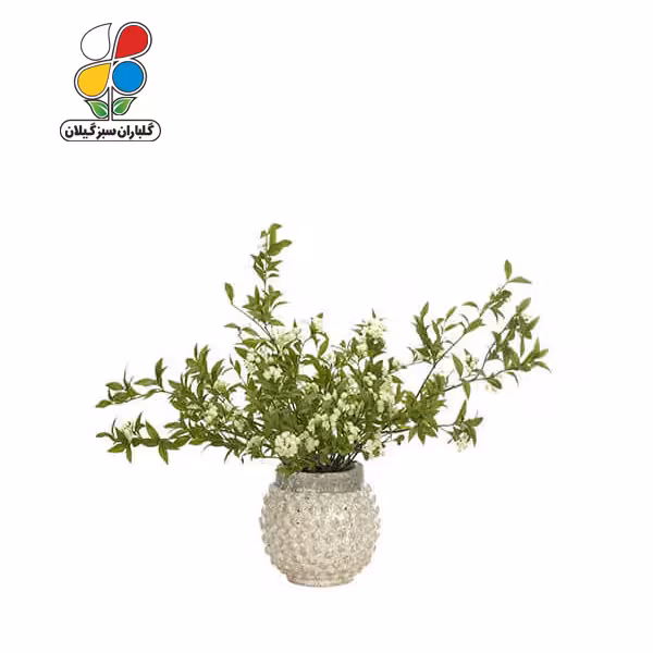 بذر گل عروس بسته بندی کوچک