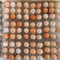 تخم مرغ محلی