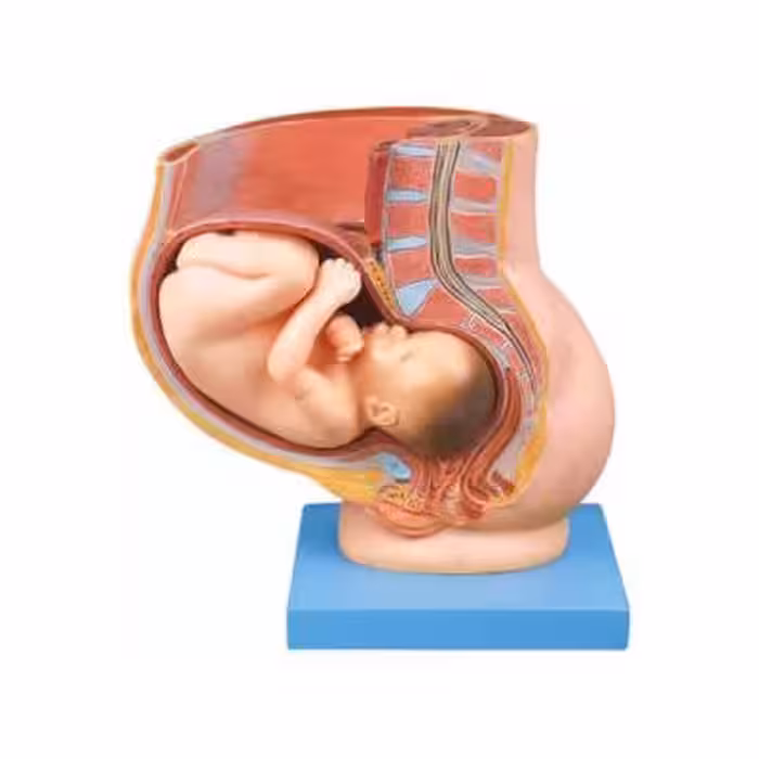 بازی آموزشی طرح مولاژ حاملگی جنین در رحم مدل ASM63