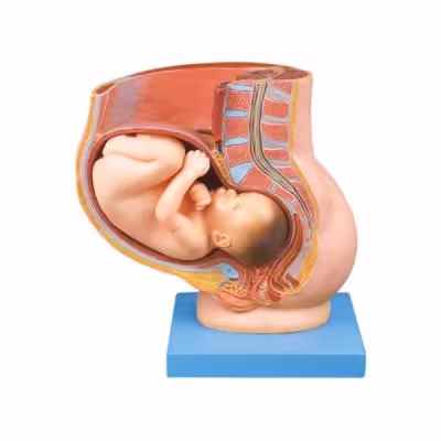 بازی آموزشی طرح مولاژ حاملگی جنین در رحم مدل ASM63