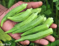 بذر بامیه سبز