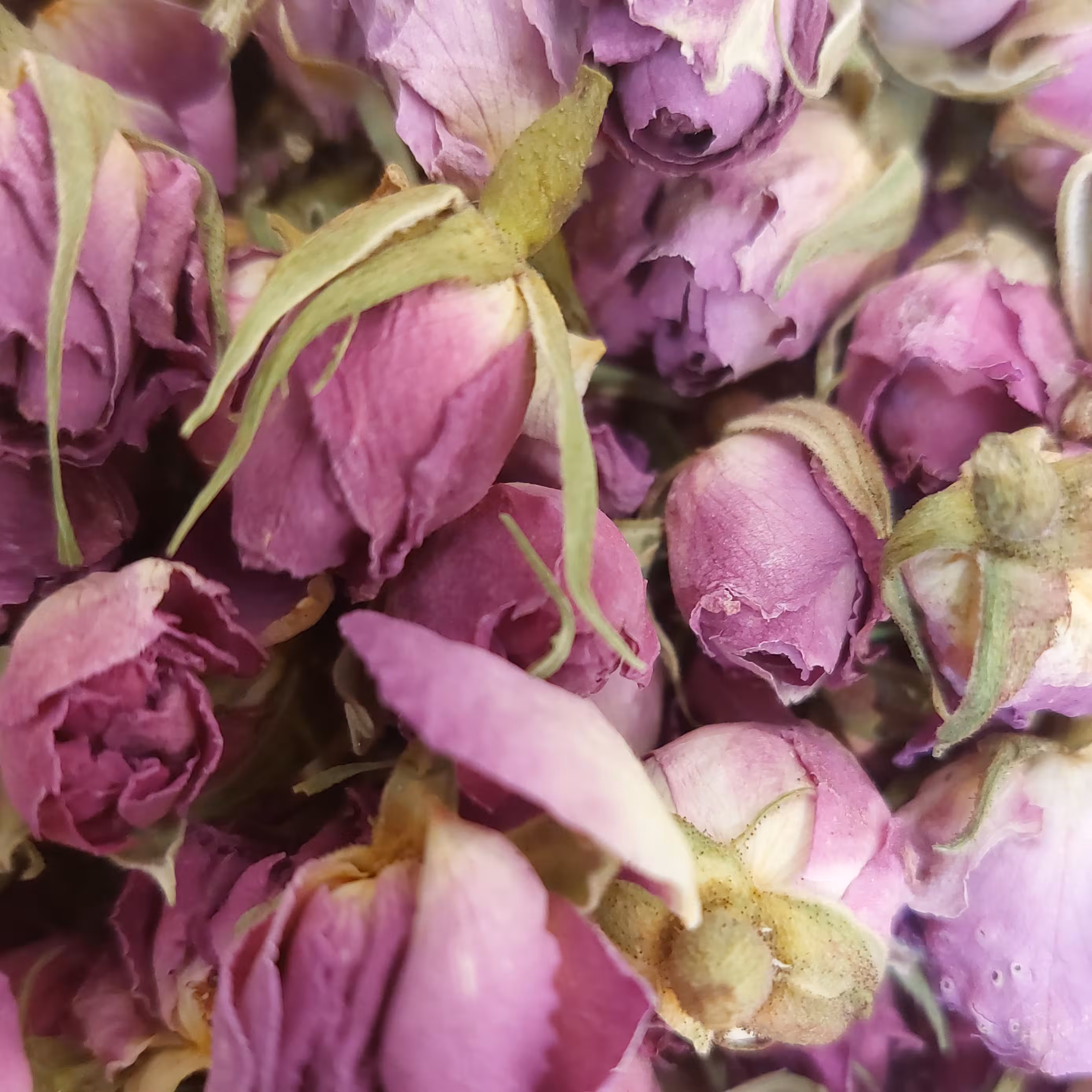 گل محمدی غنچه