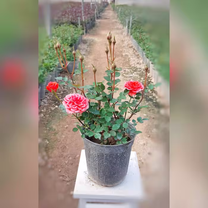 گل رز ساناز هلندی گلبهی با ارتفاع 25-30 سانتی متر