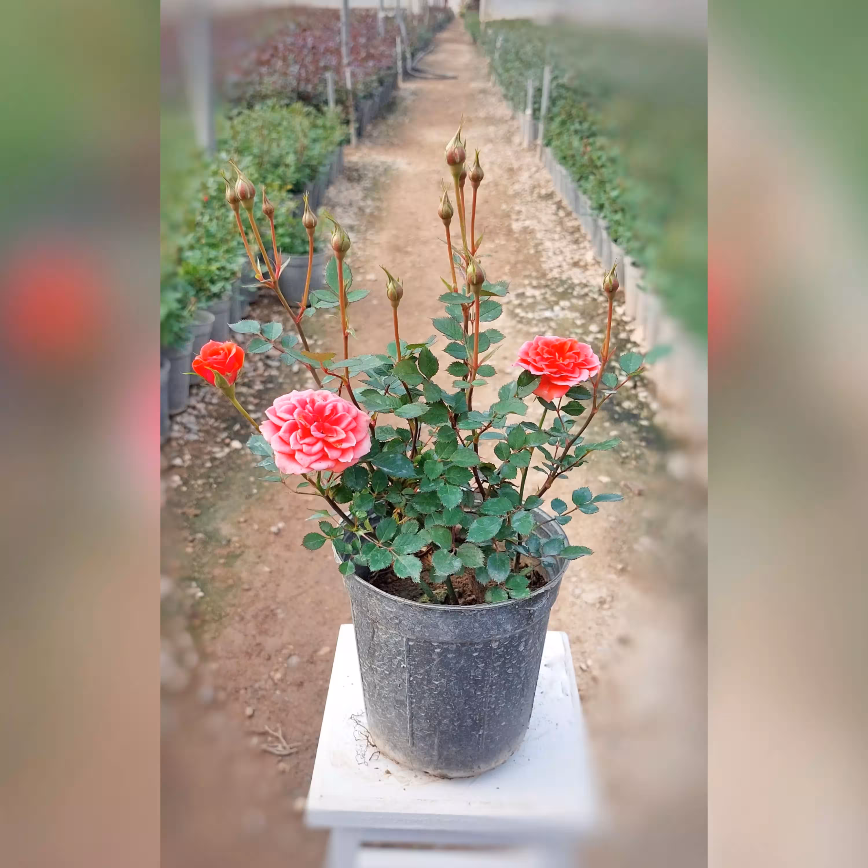 گل رز ساناز هلندی گلبهی با ارتفاع 25-30 سانتی متر