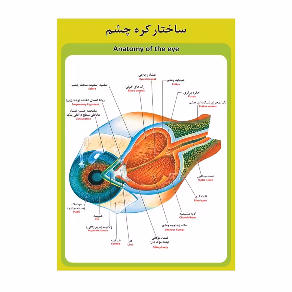 پوستر آموزشی ساختار آناتومی کره چشم