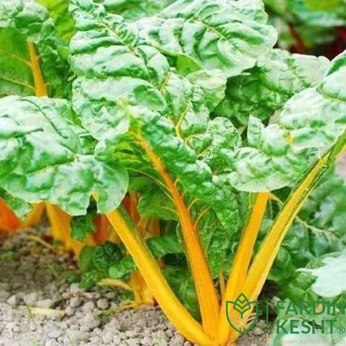 بذر سوئیس چارد پرتقالی بسته 50 عددی