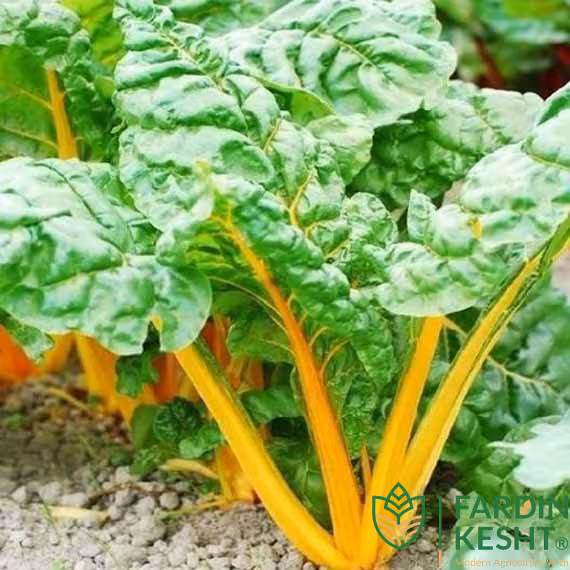 بذر سوئیس چارد پرتقالی بسته 50 عددی