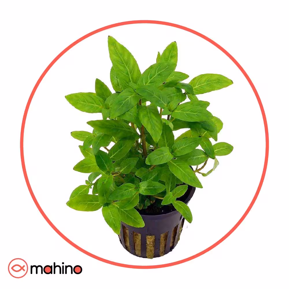 گیاه آکواریومی استاروجین ریپنس