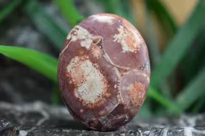 جاسپر گل افتابگردان(جاسپر چشم پرنده)