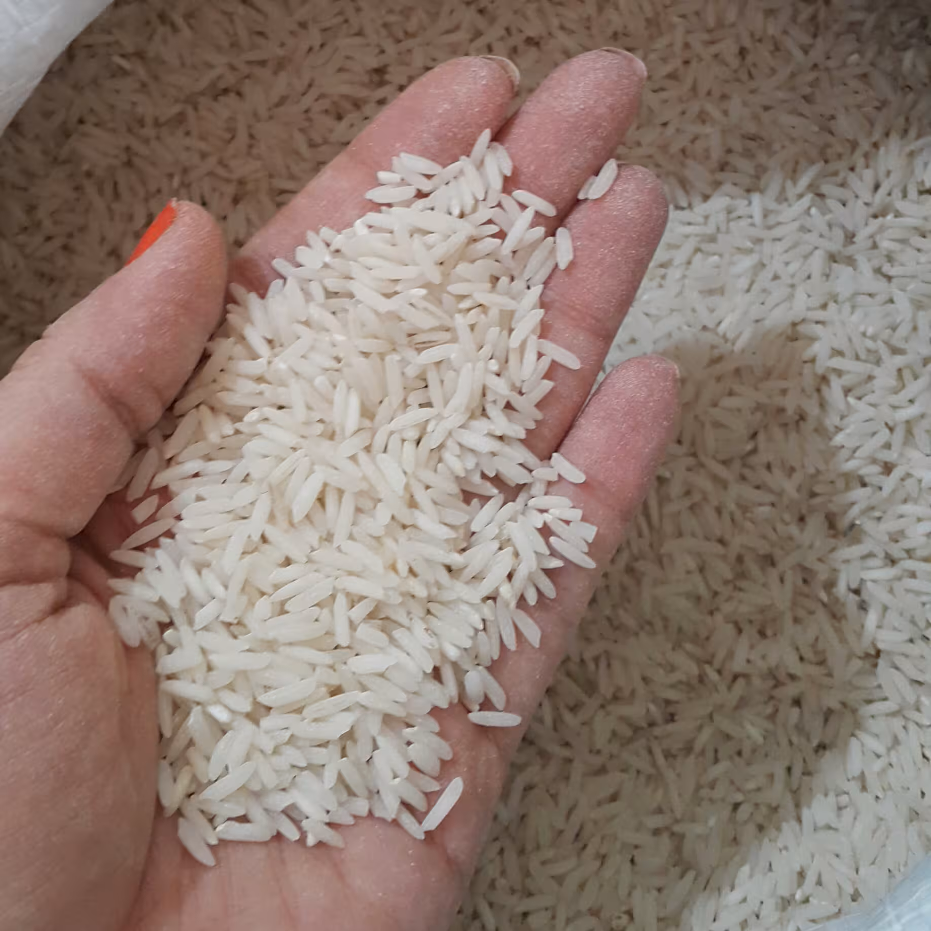 برنج طارم هاشمی مازندرانمستقیم از کشاورزفوق اعلا عطری و خوشپختتضمینی