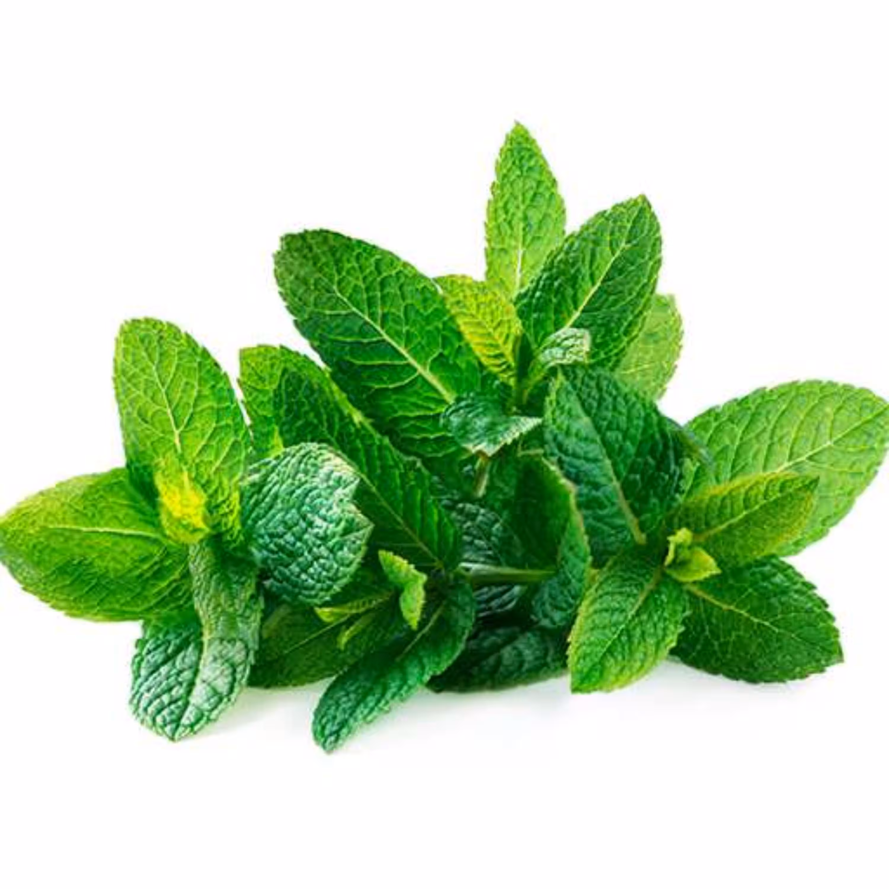 بذر نعنا 50 عددی