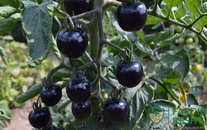 بذر گوجه فرنگی مشکی ایندیاگو رز بسته 20 عددی