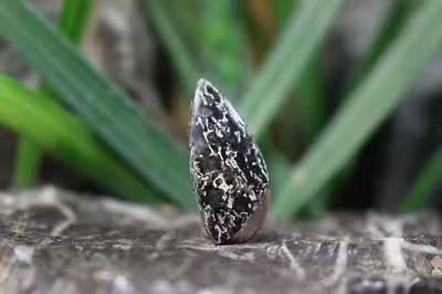 فسیل استخوان دایناسور