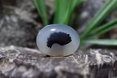 عقیق شجر برزیل