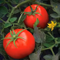 آموزش کشت گلخانه ای گوجه فرنگی (خاکی)