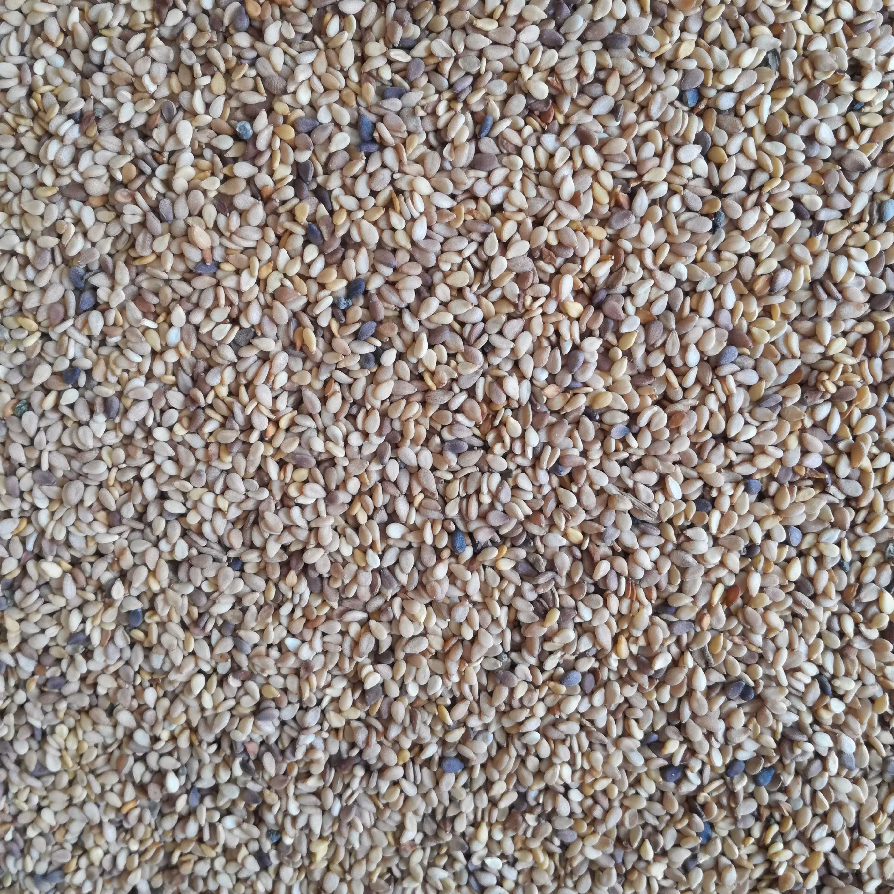 کنجد محلی اعلاء یک کیلویی