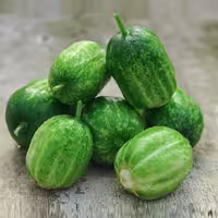 بذر صیفی جات، نوع خیار گرد کاروسل، برند سینا