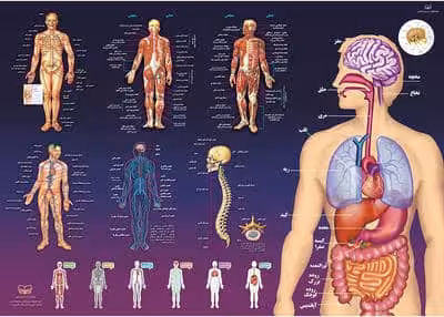 پوستر کالبد شناسی آناتومی بدن انسان 50*70