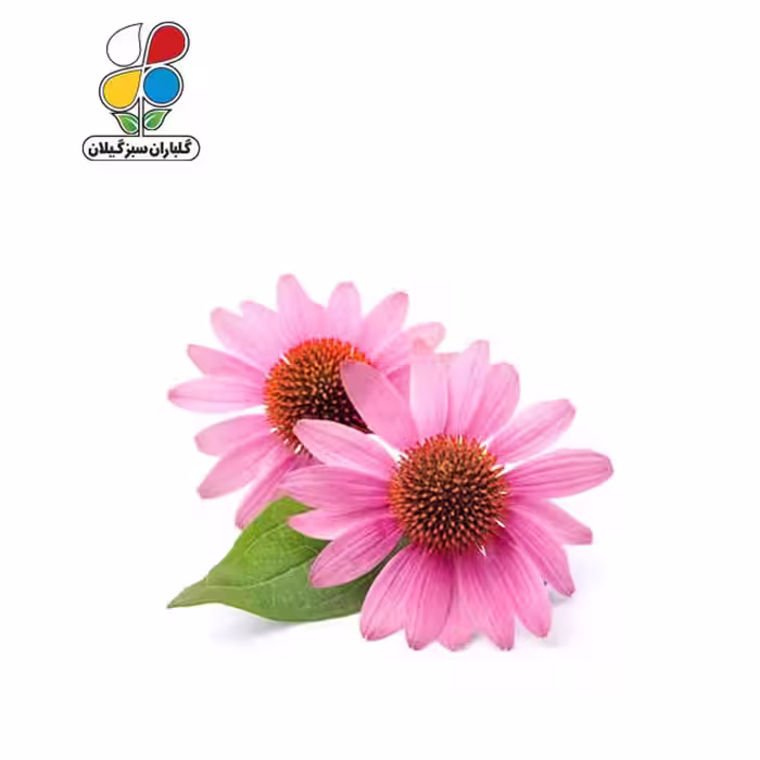 بذر اکیناسه بسته سه عددی