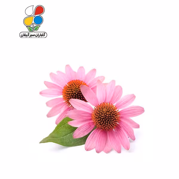 بذر اکیناسه بسته سه عددی