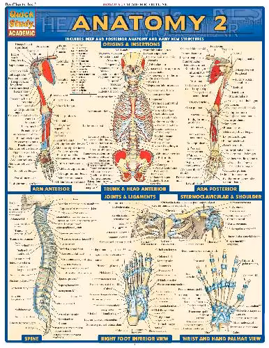 خرید و دانلود نسخه کامل کتاب BarCharts QuickStudy Anatomy