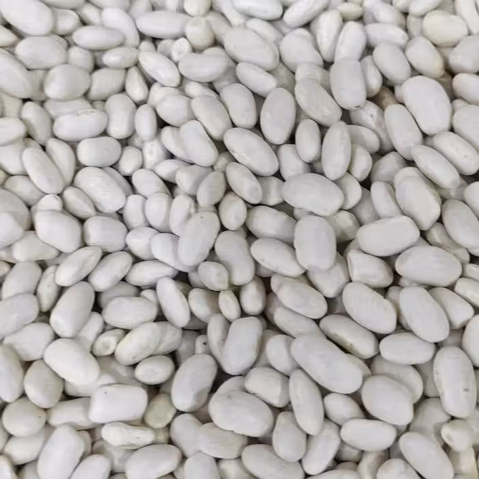 لوبیا سفید پاک کرده امسالی