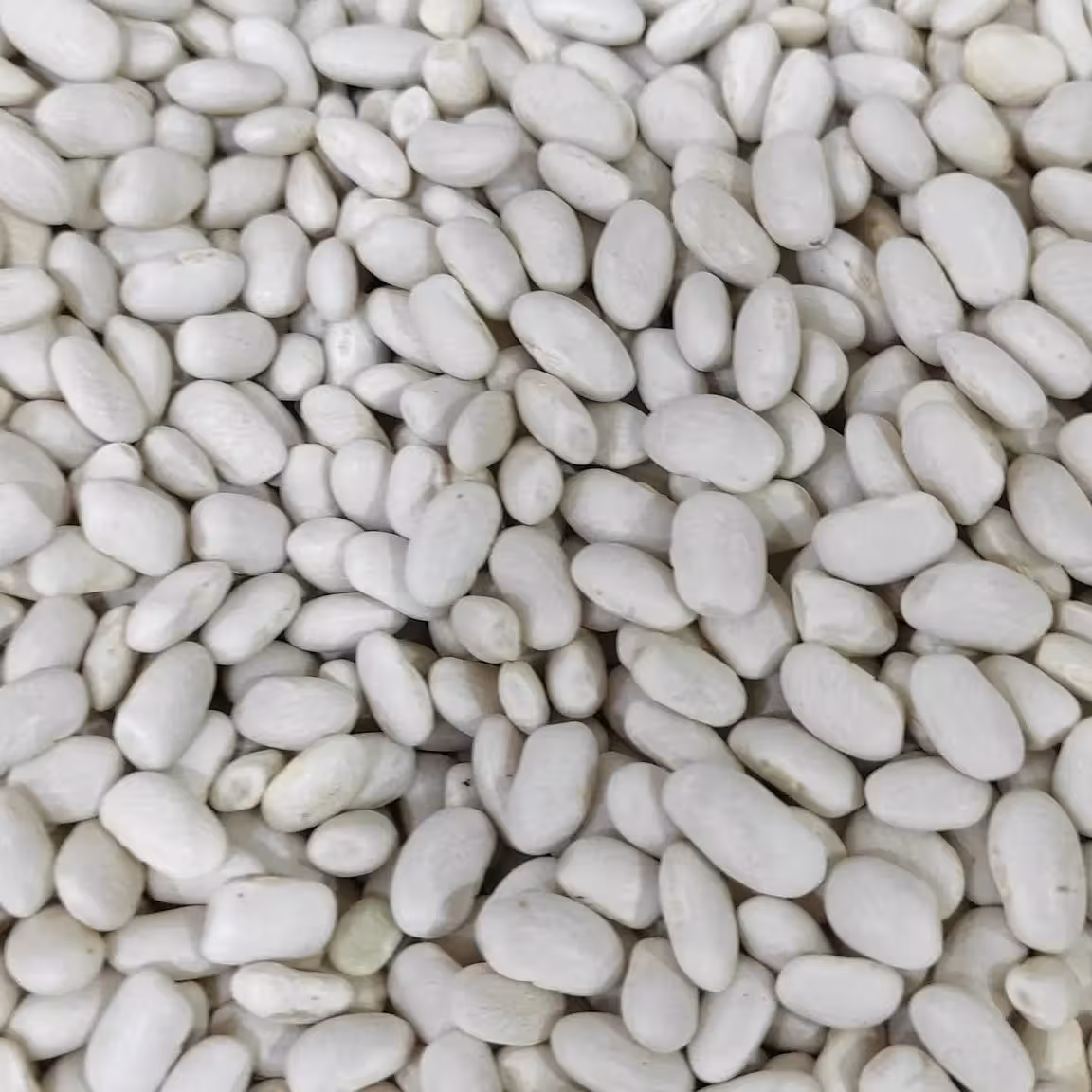 لوبیا سفید پاک کرده امسالی