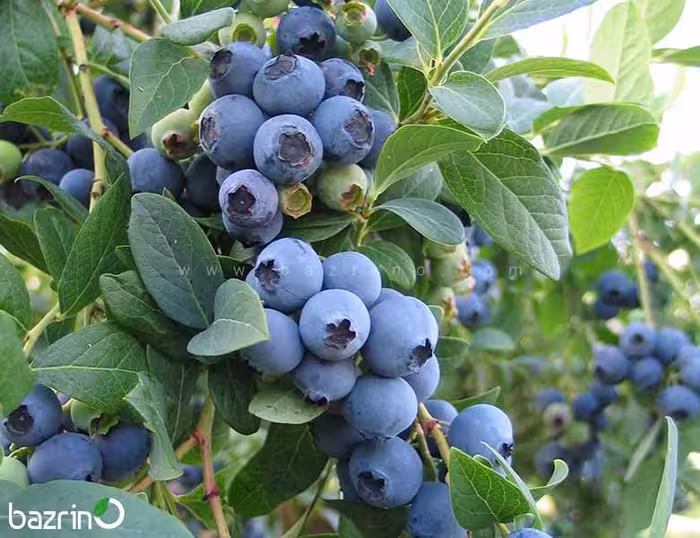 بذر بلوبری