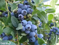 بذر بلوبری