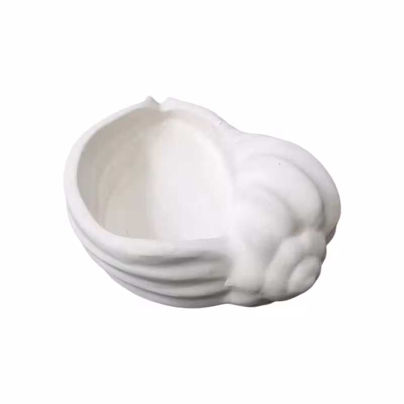 بیس خام صدف گوش ماهی قطر 12سانت