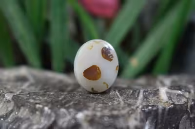 عقیق شجر برزیل